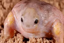 Việt Nam có 2 loài cóc, ếch kỳ lạ nhất thế giới