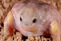 Việt Nam có 2 loài cóc, ếch kỳ lạ nhất thế giới