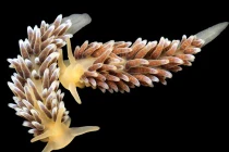 Những sinh vật đẹp kỳ bí dưới “thuỷ cung“