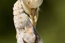 Xem sâu hóa bướm