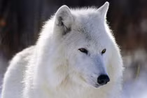 Vẻ đẹp hoang dại của loài sói trắng Bắc cực 