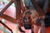 10 loài nhện độc đáng sợ nhất với con người