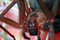 10 loài nhện độc đáng sợ nhất với con người