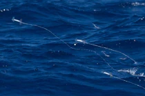 Mục sở thị mực bay Thái Bình Dương