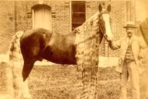 Kỳ dị chú ngựa bờm dài vô địch thế giới