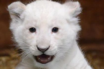 Sư tử “linh thiêng”, trắng như tuyết xuất hiện