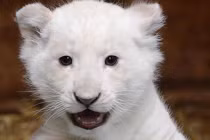 Sư tử “linh thiêng”, trắng như tuyết xuất hiện