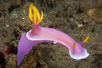 Cận cảnh thủy quái “ngoài hành tinh” dưới đáy biển