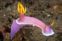 Cận cảnh thủy quái “ngoài hành tinh” dưới đáy biển