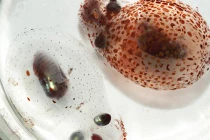 Những chiêu thức phòng thân kinh điển của loài vật