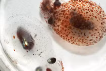 Những chiêu thức phòng thân kinh điển của loài vật