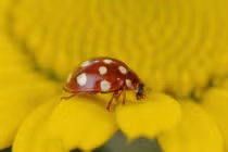 Ngắm những chú bọ rùa chúa đa sắc