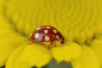 Ngắm những chú bọ rùa chúa đa sắc