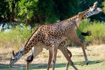 Cảnh hươu cao cổ đánh nhau giành bạn tình