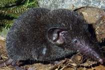 Nóng: Phát hiện chuột chù răng trắng ở Việt Nam