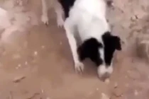 Sự thật gây sốc về màn chó chôn con chết