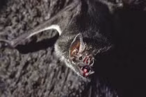 Top 10 “con quỷ” hút máu người đáng sợ nhất trong thiên nhiên