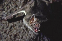 Top 10 “con quỷ” hút máu người đáng sợ nhất trong thiên nhiên