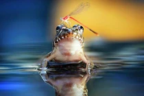 Chuồn chuồn “trêu ngươi” ếch, khoảnh khắc có một không hai