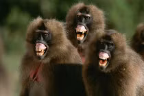 Sự thật kinh hoàng về các bà mẹ trong thế giới động vật