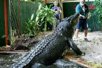 Cận cảnh cá sấu 110 tuổi “khủng” nhất thế giới