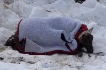 Cừu sống sót thần kỳ sau... 11 ngày bị tuyết chôn vùi