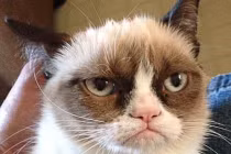 Những chú mèo kỳ dị bỗng dưng nổi như cồn