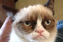 Những chú mèo kỳ dị bỗng dưng nổi như cồn