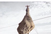 Những tổ chim khổng lồ ở nơi khó ngờ nhất thế giới