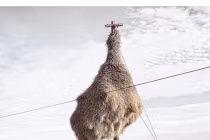 Những tổ chim khổng lồ ở nơi khó ngờ nhất thế giới