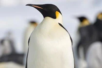 Những ông bố động vật nuôi con “đỉnh” nhất