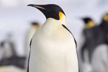 Những ông bố động vật nuôi con “đỉnh” nhất