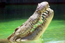 Những loài động vật “hóa thạch sống” đặc biệt