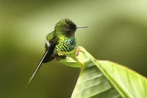 Loài chim “kỷ lục gia” bé hơn cả đồng xu