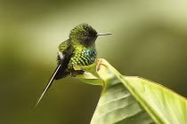 Loài chim “kỷ lục gia” bé hơn cả đồng xu