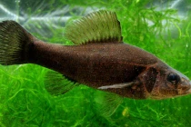 Phát hiện cá cướp biển “trang bị” vũ khí hoá học