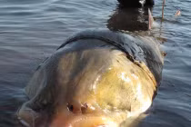 Cá sông Mê Kông được xếp hạng “quái thú” thế giới