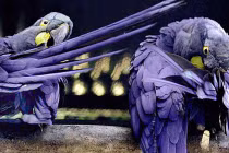 Những kỷ lục khó tin của các loài “quái điểu“