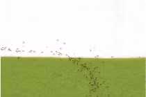 Kiến lửa “giải” toán siêu như người