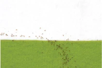 Kiến lửa “giải” toán siêu như người