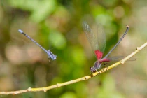 10 sự thật về “dâm tặc” của thế giới động vật