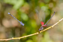 10 sự thật về “dâm tặc” của thế giới động vật