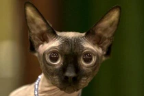 Kỳ dị mèo giống hệt nhân sư Ai Cập huyền thoại 