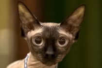 Kỳ dị mèo giống hệt nhân sư Ai Cập huyền thoại 