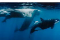 Cận cảnh cá voi sát thủ săn cá nhà táng khổng lồ