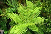 Những nguyên tắc chọn cây trồng hợp phong thủy 