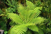 Những nguyên tắc chọn cây trồng hợp phong thủy 