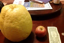 Quả chanh gấp... 10 lần táo xuất hiện ở Mỹ