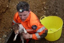 Ly kỳ màn giải cứu... chó có một không hai