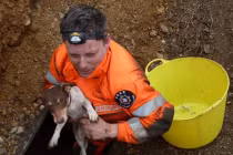 Ly kỳ màn giải cứu... chó có một không hai